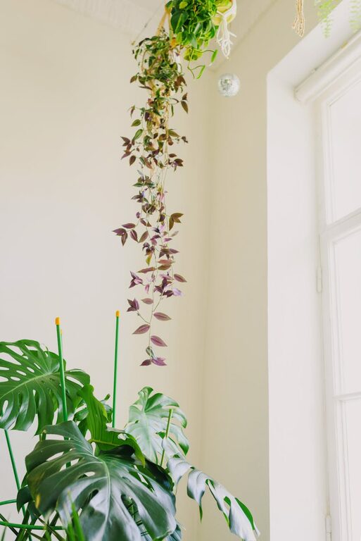 How to Refresh Your Home with Plants: Easy Tips for a Green Makeover